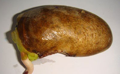 芒果核怎么種盆栽,不花錢的漂亮芒果核盆栽