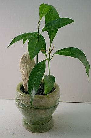 芒果核怎么種盆栽,不花錢的漂亮芒果核盆栽