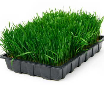 有機(jī)小麥草粉 有機(jī)小麥草粉的作用 有機(jī)小麥草粉怎么吃 小麥草粉哪個(gè)牌子好