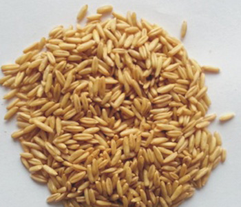 淮小麥的功效與作用 淮小麥對人體的好處 淮小麥怎么儲存