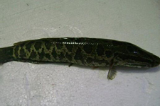 黑魚(yú)湯的做法