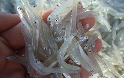鳀魚(yú)是什么魚(yú)，小鳀魚(yú)和小銀魚(yú)一樣嗎