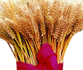 浮小麥的副作用 浮小麥作用與功效 浮小麥怎么吃有營(yíng)養(yǎng)