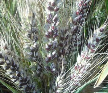 黑小麥的營養(yǎng)價(jià)值 黑小麥?zhǔn)鞘裁?黑小麥與普通小麥的區(qū)別