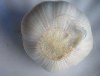 家傳配方腌糖蒜的做法步驟4