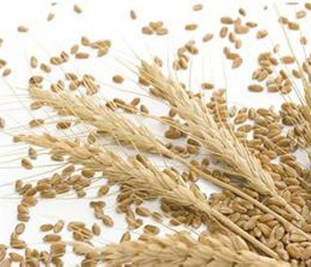 小麥的營(yíng)養(yǎng)價(jià)值 小麥的做法大全 孕婦可以吃小麥嗎