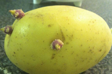 自制薯?xiàng)l,自制薯?xiàng)l不軟的做法,自制薯?xiàng)l的做法,自制薯?xiàng)l如何炸脆