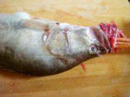 徽州魚(yú)咬羊的做法步驟6