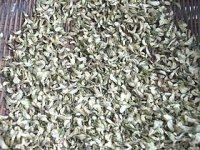 自曬干槐花的做法步驟6