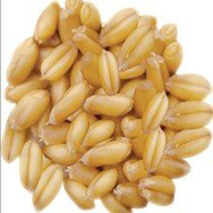 小麥的營(yíng)養(yǎng)成分 小麥的藥用價(jià)值 小麥麥麩的功效