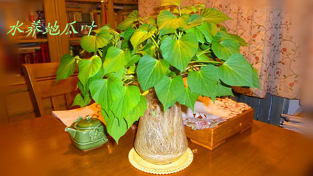 發(fā)芽的紅薯能吃嗎,紅薯盆景的制作方法