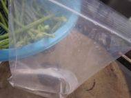 動(dòng)手腌制美味酸豆角的做法步驟8