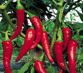 為什么不能過(guò)量食用辣椒