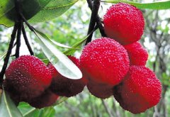 楊梅核仁能吃嗎？楊梅核仁怎么吃？