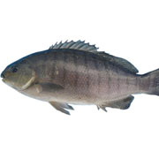 銀鱈魚(yú)