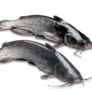 烏江魚(yú)