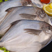 鯧魚(yú)