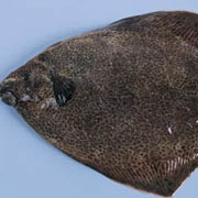比目魚(yú)