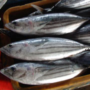 金槍魚(yú)