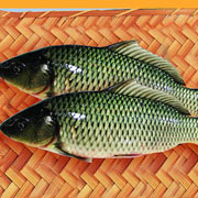 鯉魚(yú)