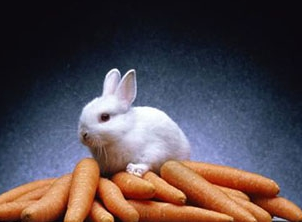 三大滋補(bǔ)的冬季食物 不能不吃的