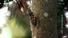 舌尖上的中國 第二季：時(shí)節(jié)