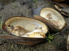 河蚌怎么洗干凈