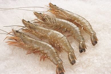 南美白對(duì)蝦