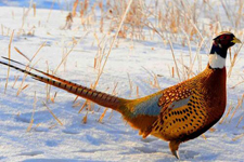 野雞怎么做好吃