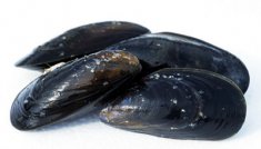 貽貝是海虹嗎 圖解貽貝海虹和淡菜有什么區(qū)別