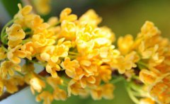 秋天吃桂花有什么好處 桂花什么