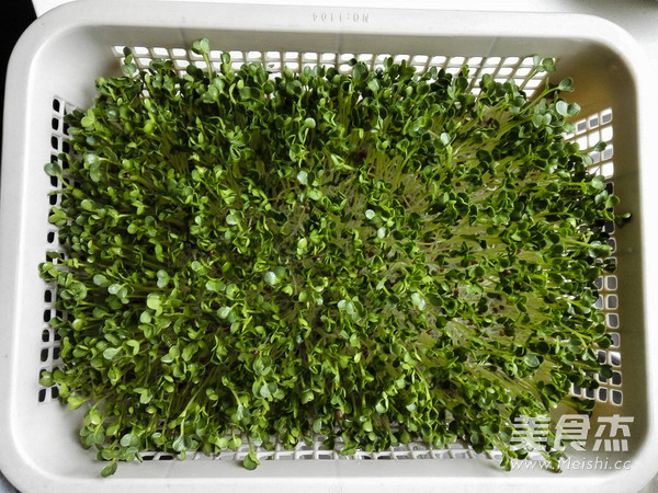 蘿卜苗蔓越莓沙拉的做法