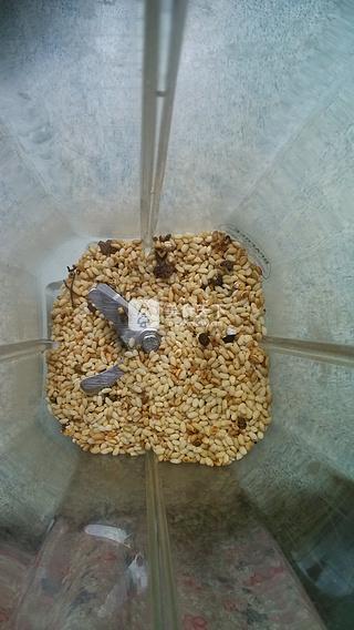 粉蒸排骨的做法步驟:5