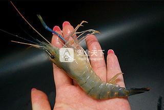 私房鹽水蝦的做法步驟:2