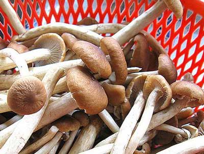 鮮茶樹菇怎么洗干凈，而且菇傘不易碎掉