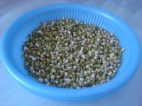 涼拌自發(fā)綠豆芽的做法步驟5