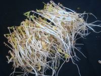 涼拌自發(fā)綠豆芽的做法步驟8