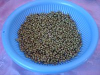 涼拌自發(fā)綠豆芽的做法步驟3