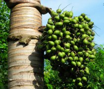 【檳榔的危害】檳榔有什么危害_