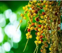 【檳榔的功效與作用】檳榔的營養(yǎng)