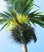 【吃檳榔會(huì)陽痿嗎】檳榔的藥用價(jià)