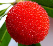 【楊梅的功效與作用】楊梅的營養(yǎng)