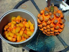 林投果怎么吃?林投果的吃法圖文教學(xué)