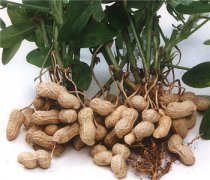 【花生的功效與作用】花生的營養(yǎng)價值