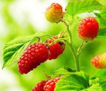 【桑葚的營養(yǎng)價值】桑葚的功效與