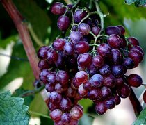 【提子怎么洗】提子的營養(yǎng)價(jià)值_