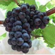 【提子的營養(yǎng)價值】提子的功效與