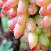 【提子的功效與作用】提子和葡萄