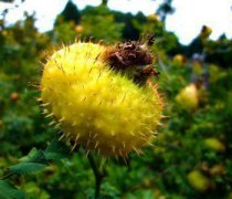 【刺梨果價(jià)格】刺梨果是什么_刺梨果的功效