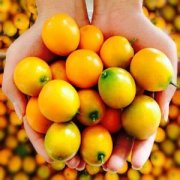 【咸金桔的做法】咸金桔的吃法_咸金桔的功效與作用